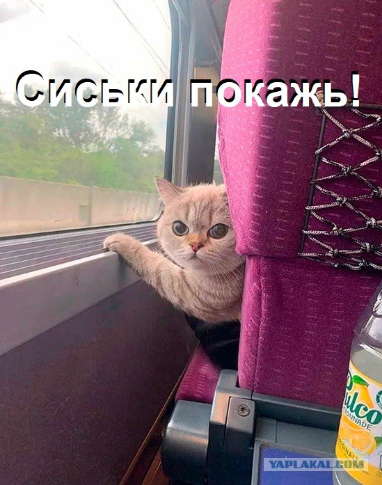 В такой ситуации лучше быть аккуратнее и не выводить пушистого