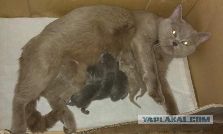 Котовторник  19.03.2013