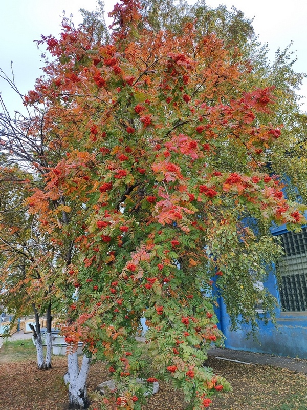 Диагноз: Саратов
