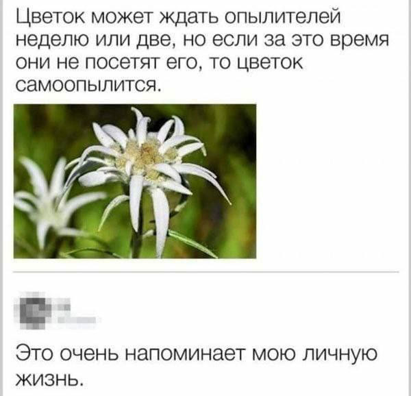 Любимый анекдот ЯПовчан