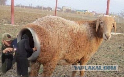 Синагога