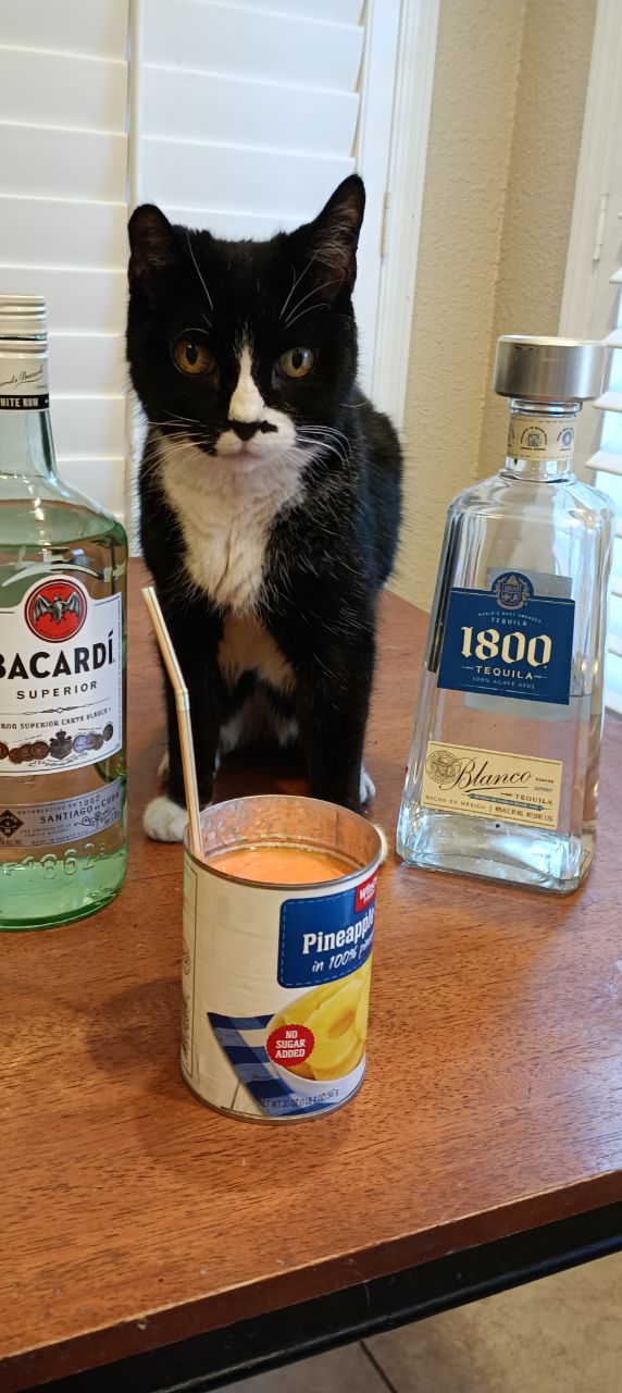 Котэ, совэ и все-все-все