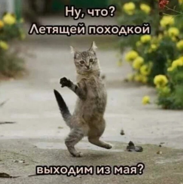 К котовторнику: подборка картинок-баянов с котиками и про котиков. Выпуск 13
