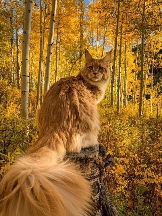 Осенний кот