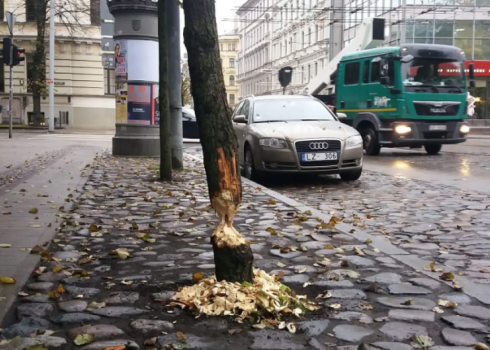 Бобр уже не курва (