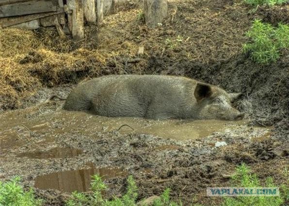 Дыра, или где прятала тела своих жертв нью-йоркска