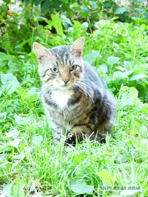Котовторник 03.09.2013