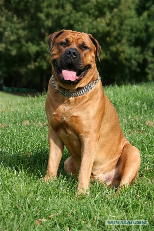О, my dog