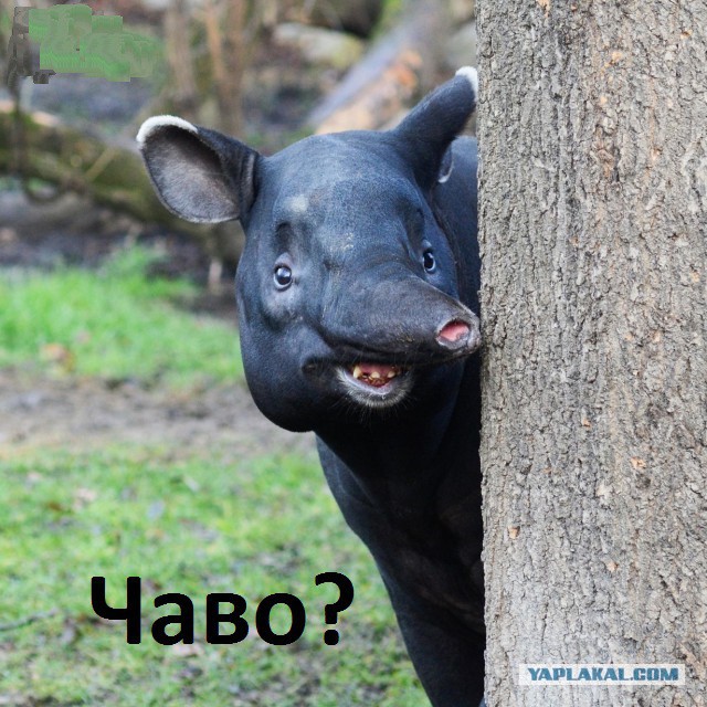 Взрыв мозга