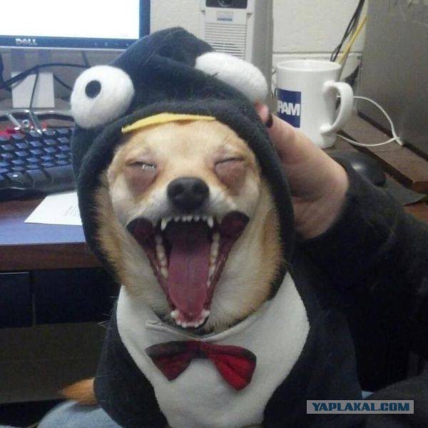 Весёлые картинки. Разбавим будни