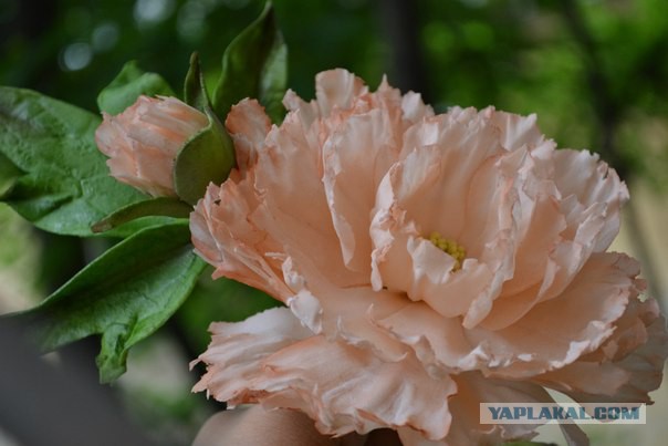 Хобби, плавно переходящее в работу