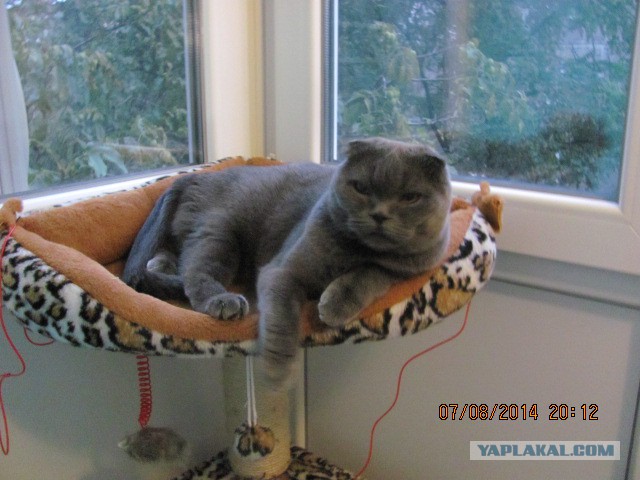 Котовторник 02.09.2014