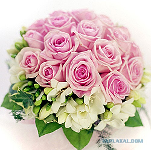 15 фактов о сиськах