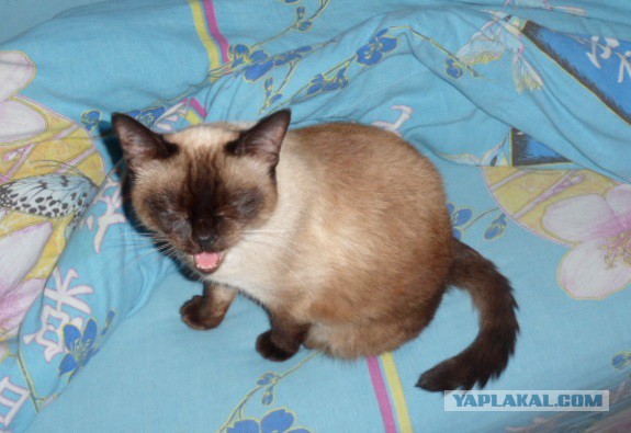 Коты, как многогранные личности