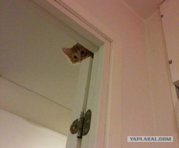 30 признаков, что ваш кот, возможно, планирует