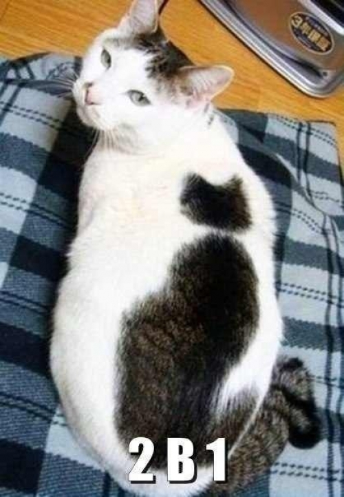Котовторник