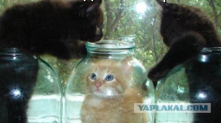 Забавные коты, ведущие себя как офисные работники