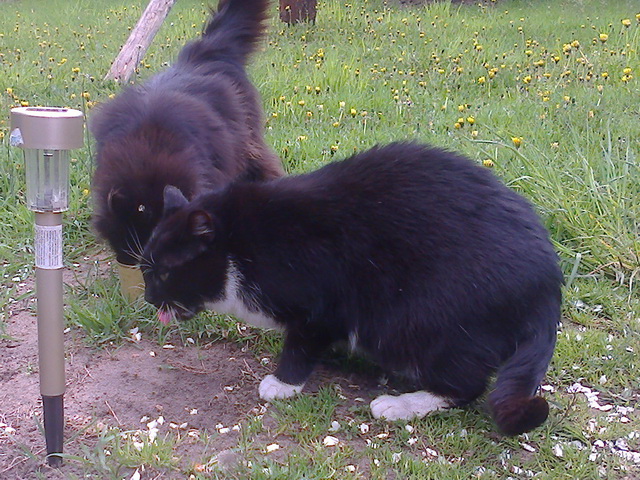 Котовторник 29-09-2015,