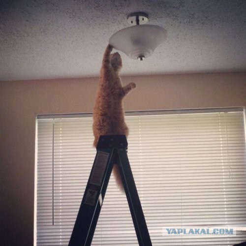 Котовторник