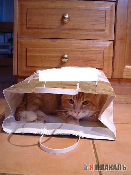 Коты, кошки, котята