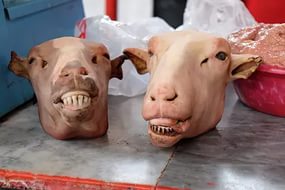 Знаменитости и их  двойники из мира животных