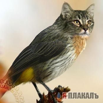Кошки и Собаки - большая подборка