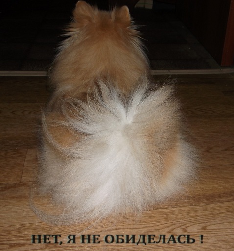 Собакочетверг! Собачки любимые!