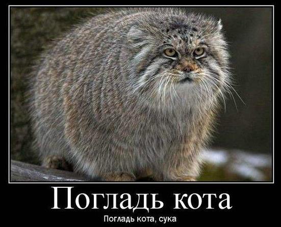 "Скучно чОта...Давай там погладь меня, я не знаю..."