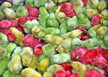Разноцветные цыплята