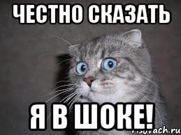 Что на самом деле говорил кот Матроскин