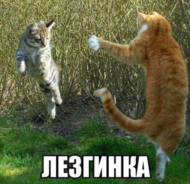Мохнатые беспредельщики