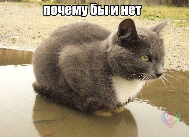 Мохнатые беспредельщики