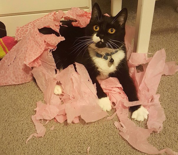 Мохнатые беспредельщики
