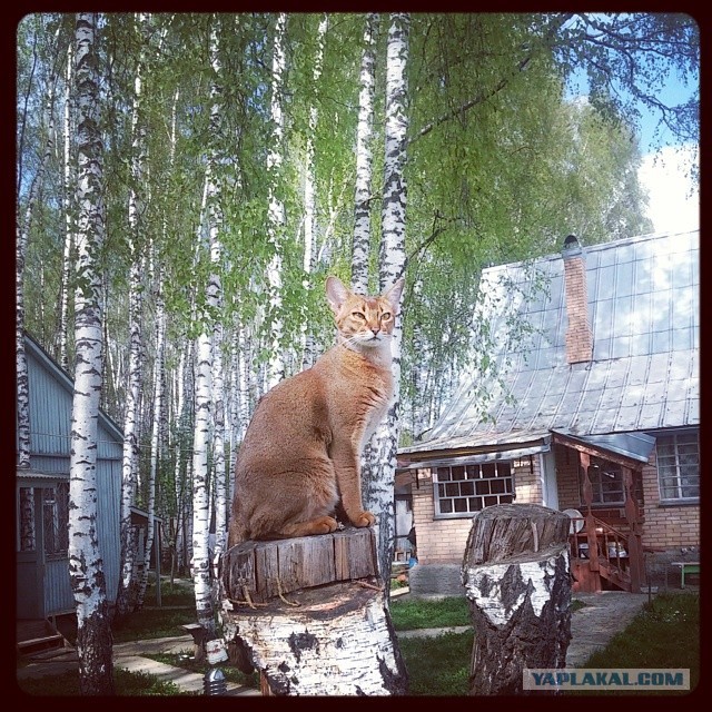 Ваши фотки котов на телефон