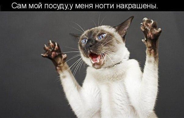 Мохнатые беспредельщики