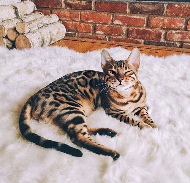 Прикольные животные