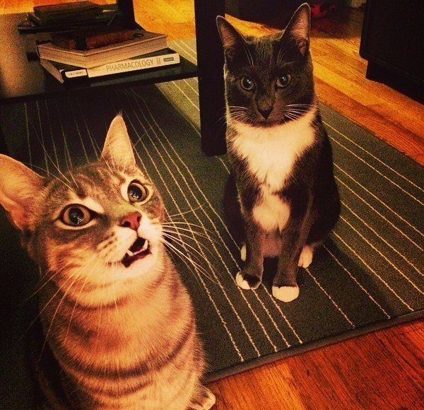 Коты из сети