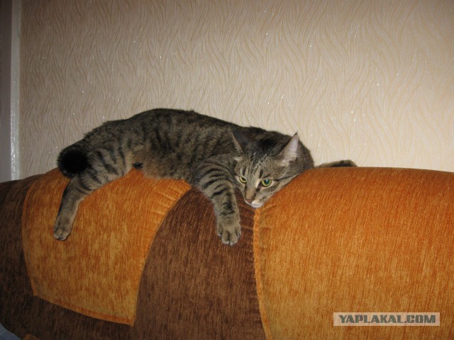 Котовторник 03.01.2017, первый в 2017!