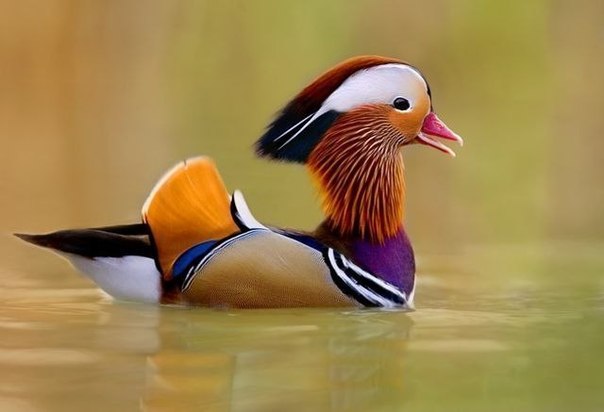 Самые смешные животные