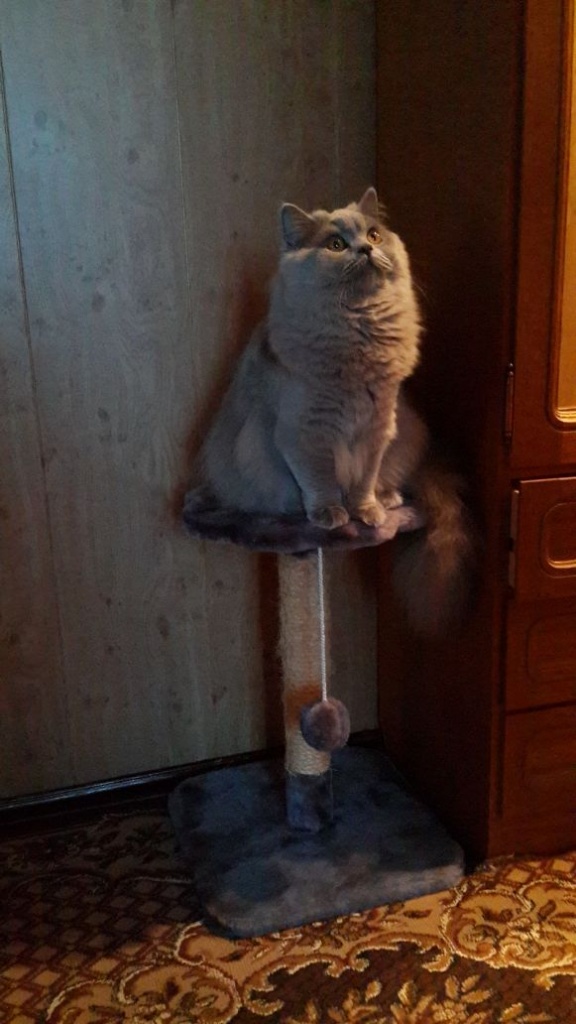 Коты и Кошки
