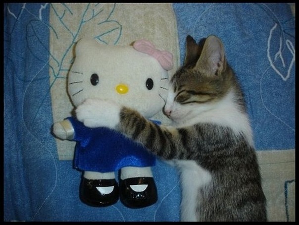 Коты и Кошки