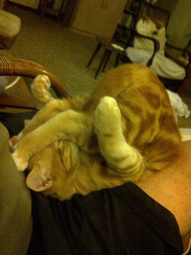 Коты и Кошки