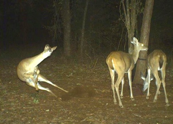 Живность из сети