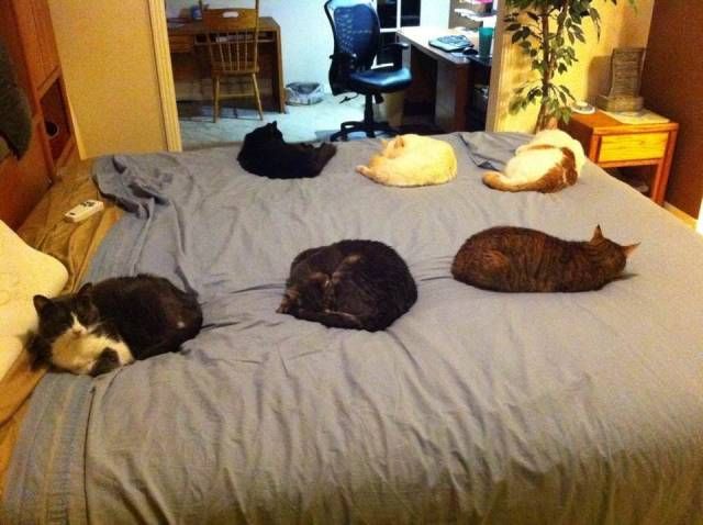 Коты и Кошки