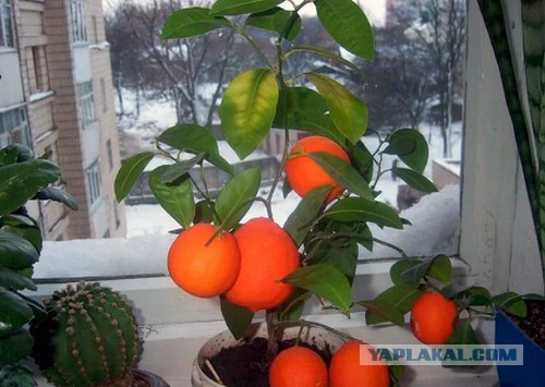 Мандарины - Гнева пост!
