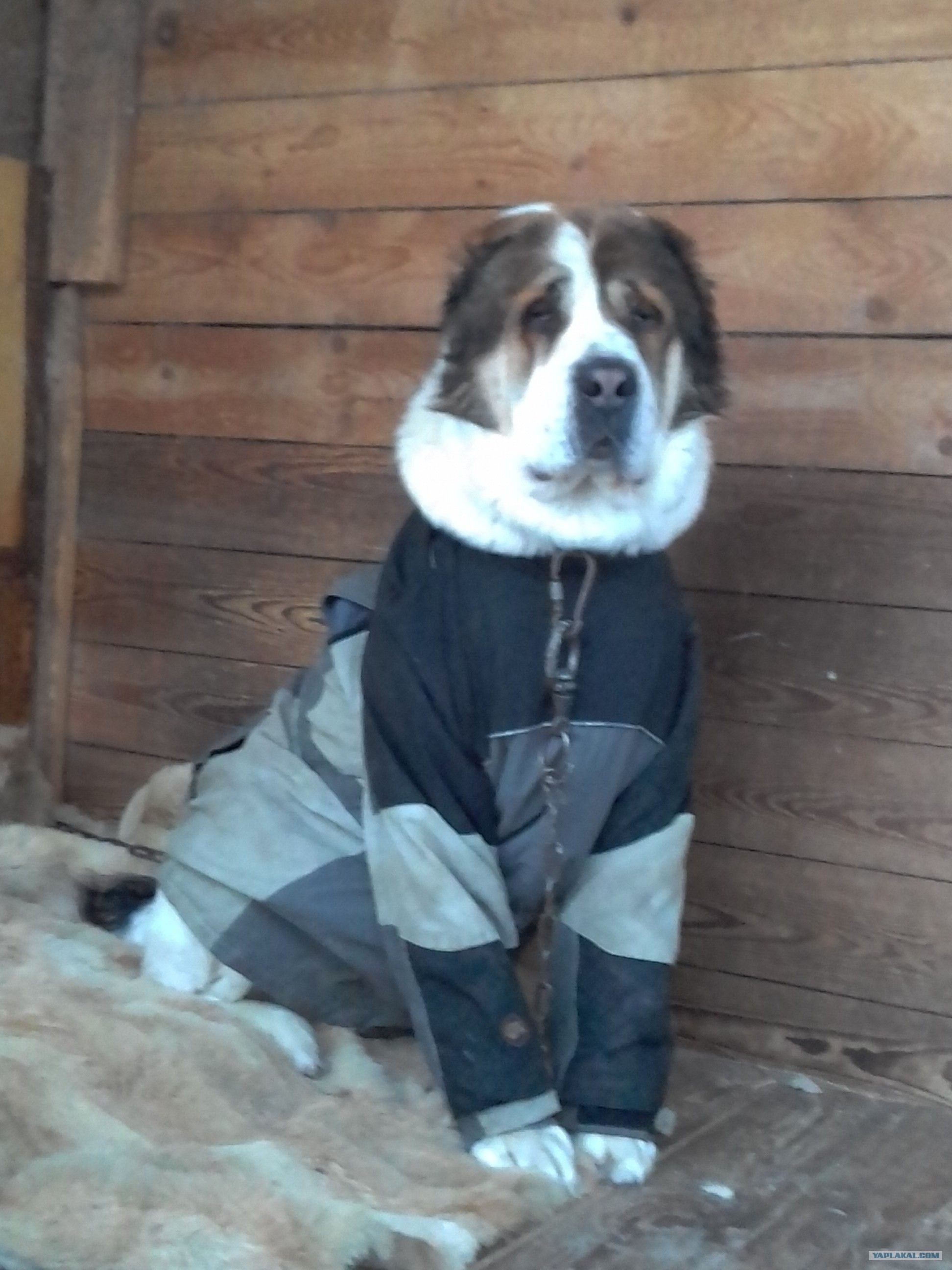 Ирландский волкодав. Волкодав 73. Найвэнь г. Волкодав 73. Тигровый волкодав кавказский.