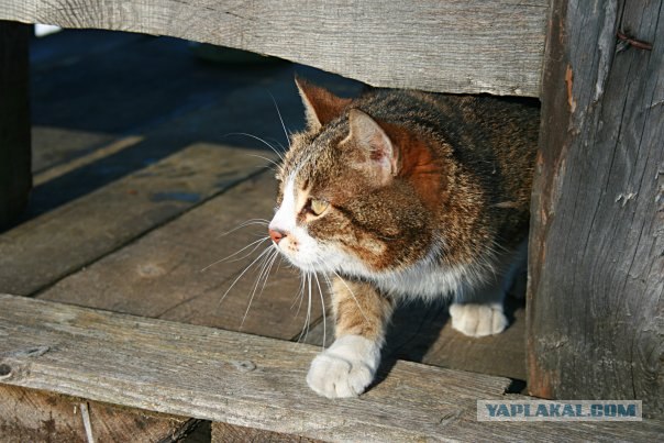 Котовторник на вторник! (30.09.2008)