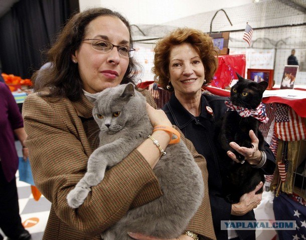 Iams Cat Championship в Нью- Йорке