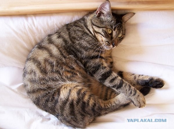 Котовторник в "КотоГетто"