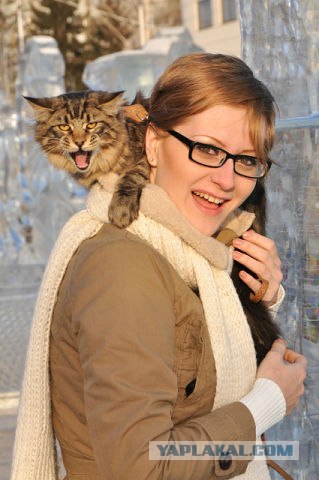 Котовторник 17 января